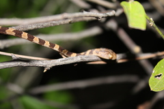 Imantodes gemmistratus