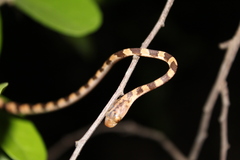 Imantodes gemmistratus