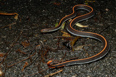 Striped Coral Snake photo 2