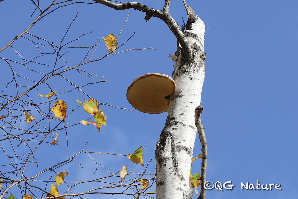 Fomitopsis betulina · October 2019 · photo: © wangqg (iNaturalist, cc-by)