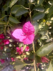 Bougainvillea