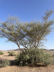 Yellow Thorn (Vachellia flava)