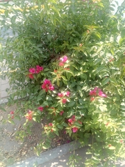 Bougainvillea