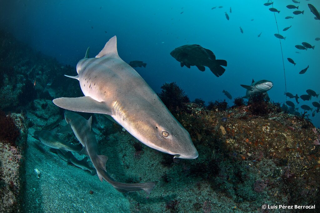 Banded Houndshark