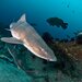 Banded Houndshark - Photo (c) Luis P. B., some rights reserved (CC BY-NC), uploaded by Luis P. B.