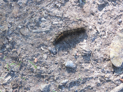 Paracles azollae