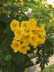 Tecoma stans