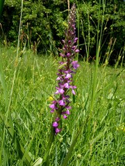 Anacamptis palustris