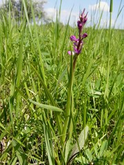 Anacamptis palustris