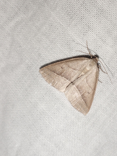 Petrophora chlorosata