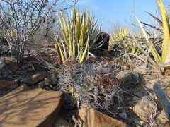 Astrophytum capricorne