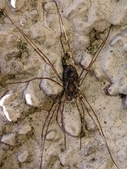 Platybunus pinetorum