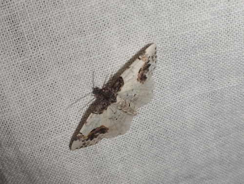 Ligdia adustata
