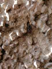 Platybunus pinetorum