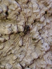 Platybunus pinetorum