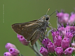 Hesperia attalus slossonae