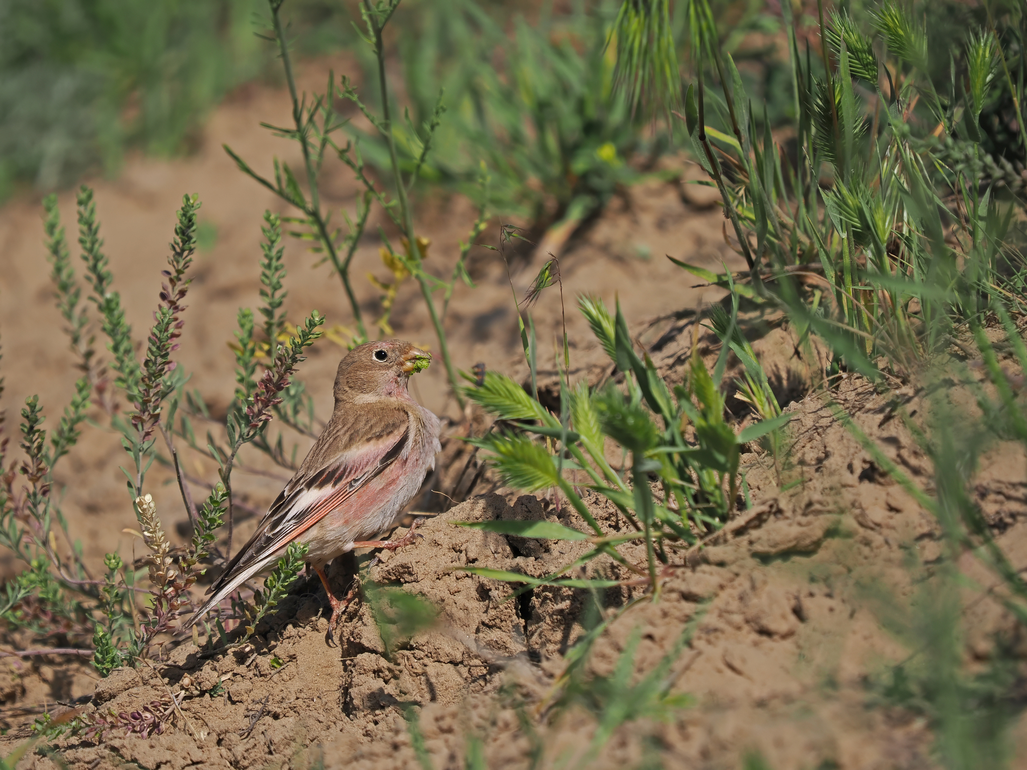 Mongolian Finch