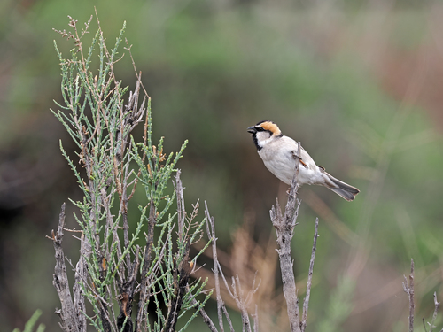 Saxaul Sparrow (Passer ammodendri), photo 10