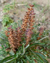 Orobanche pubescens