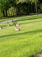 Branta canadensis