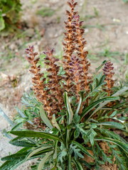 Orobanche pubescens