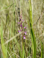 Anacamptis palustris