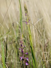 Anacamptis palustris