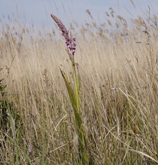Anacamptis palustris