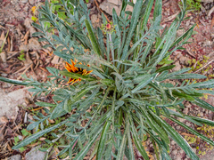 Orobanche pubescens