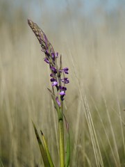 Anacamptis palustris