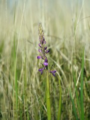 Anacamptis palustris