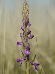 Anacamptis palustris