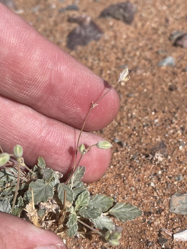 Monsonia nivea