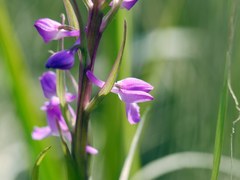 Anacamptis palustris