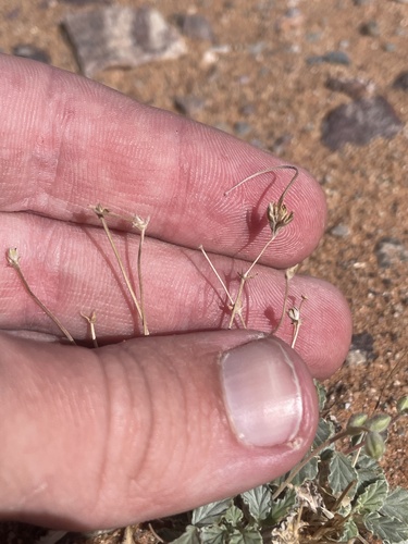 Monsonia nivea