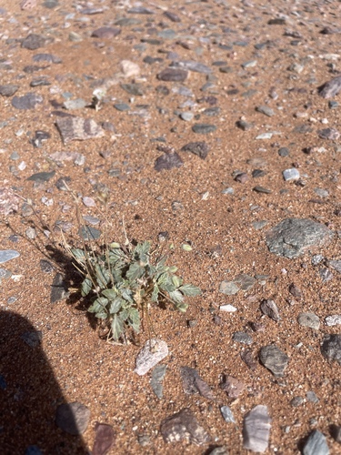 Monsonia nivea