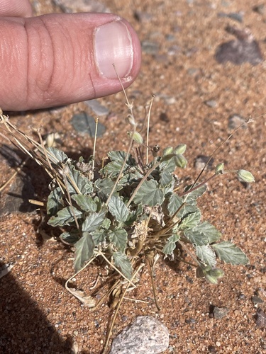 Monsonia nivea