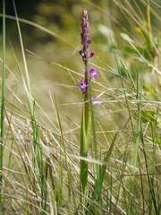 Anacamptis palustris