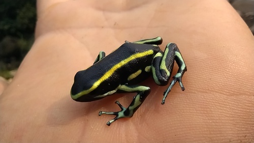 Yellow-striped Poison Dart Frog, Dendrobates truncatus
