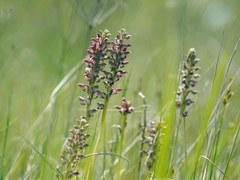 Anacamptis coriophora fragrans