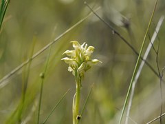 Anacamptis coriophora fragrans