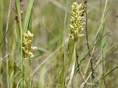 Anacamptis coriophora fragrans