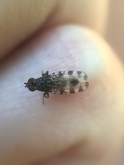 Pseudotephritis vau