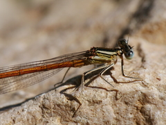 Platycnemis acutipennis