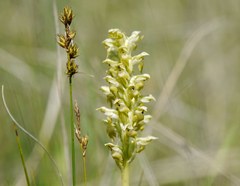 Anacamptis coriophora fragrans