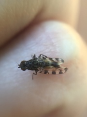 Pseudotephritis vau