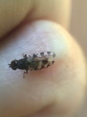 Pseudotephritis vau