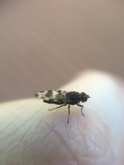 Pseudotephritis vau