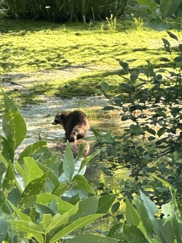 Common Raccoon photographed in New Jersey