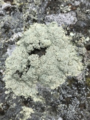 Rhizoplaca opiniconensis